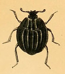 Onthophilus sulcatus - British beetles (Plate X) .jpg