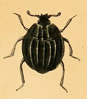 Onthophilinae Subfamily of beetles