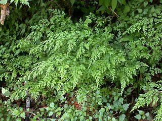 <i>Onychium</i> (plant) Genus of ferns