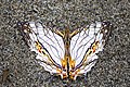 * Nomination: Open wing moisture sucking position of Cyrestis thyodamas (Doyère, 1840) - Map Butterfly WLB --Anitava Roy 15:21, 21 April 2023 (UTC) * Review resized to 6000 x 4000? --Charlesjsharp 16:09, 22 April 2023 (UTC)