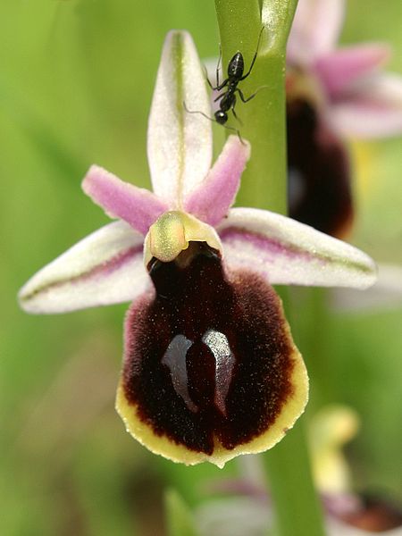 File:Ophrys ferrum-equinum Greece 33.jpg