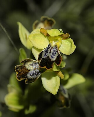 <i>Ophrys fusca</i> Species of plant in the family Orchidaceae