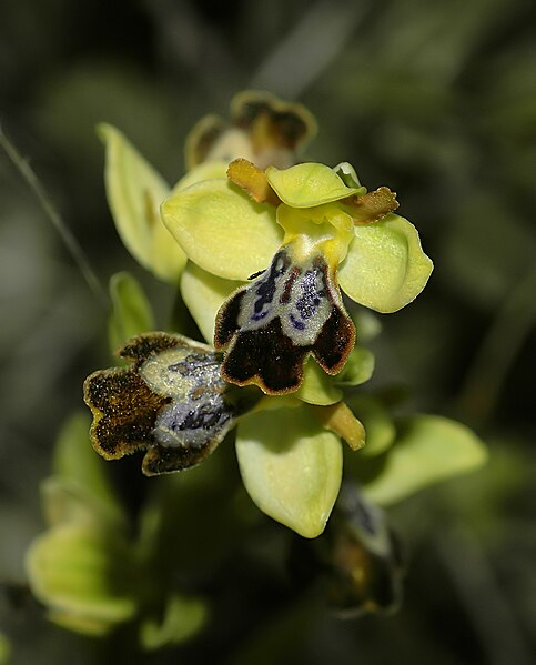 File:Ophrys lupercalis 3.jpg