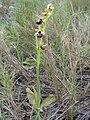 Ophrys provincialis France - Provence