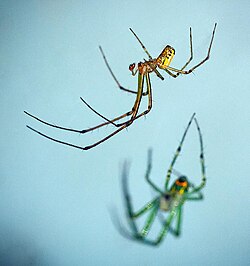 Orchard Orbweaver (Leucauge venusta) male and female