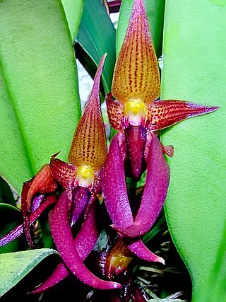 <i>Bulbophyllum trigonosepalum</i> Species of orchid