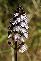 Orchis purpurea France - Riez de Boffles