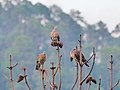 Oriental Turtle Dove (37541473376).jpg