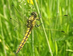 Orthetrum cancellatum af undirættbálki drekafluga.