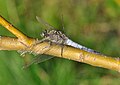 * Nomination: Black-tailed Skimmer, male with damaged wings. --Quartl 08:47, 12 July 2011 (UTC) * * Review needed