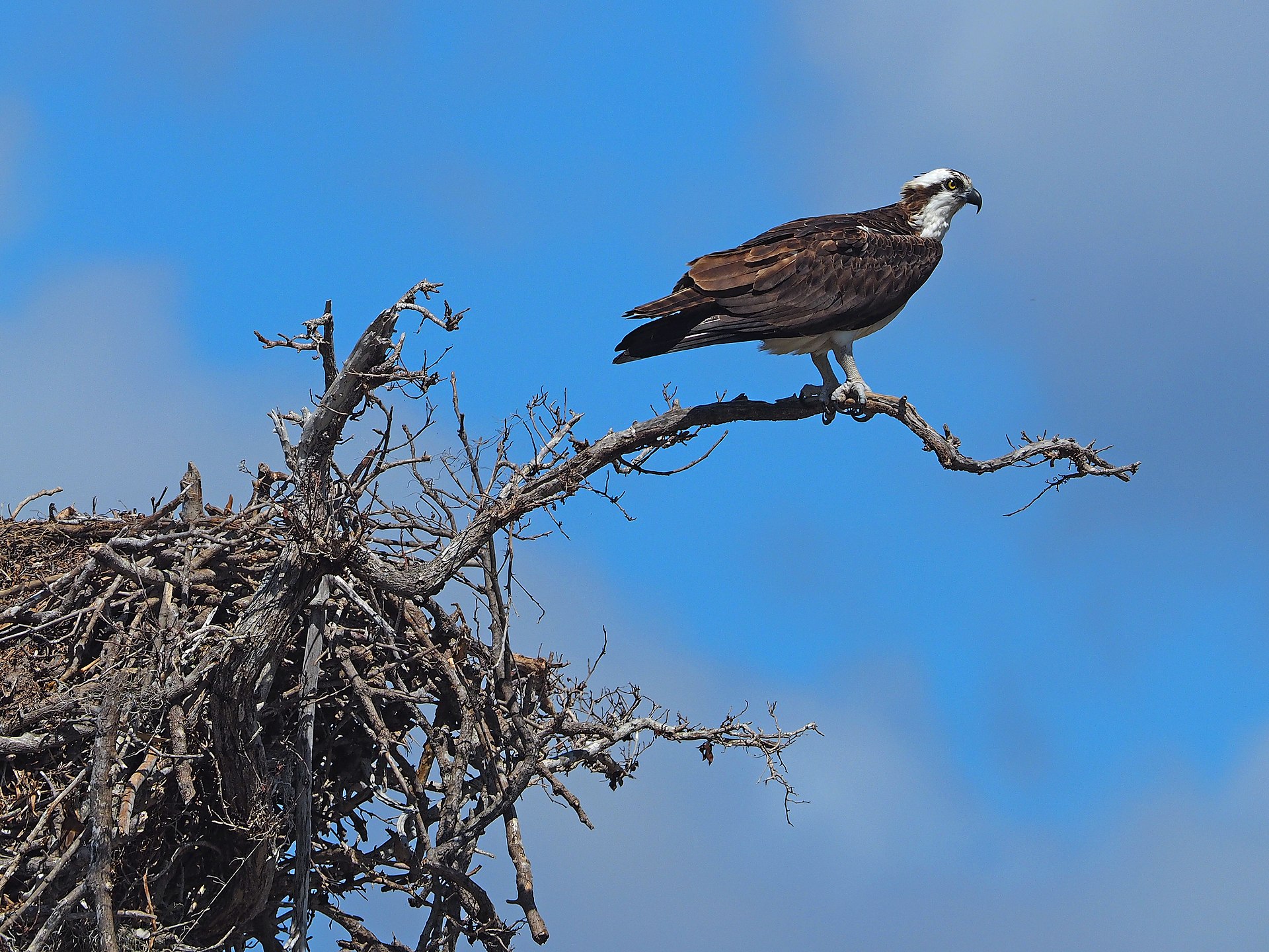 Osprey (Pandion haliaetus) perching by nest.