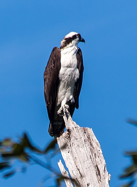 File:Osprey from a very long distance (8297625257).jpg