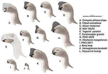 Restored profiles of various oviraptorids Oviraptorinaeprofiles.jpg