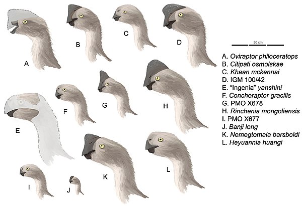 Oviraptorid profiles