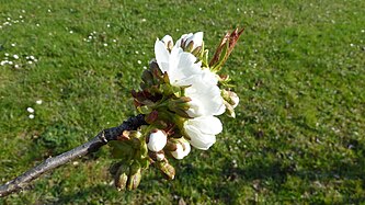 Cherry blossoms / Upper Swabia