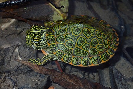 Tartaruga do Rio Grande (Pseudemys gorzugi), um juvenil do condado de Kinney, Texas (11 de novembro de 2018)