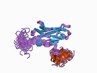 <span class="mw-page-title-main">RUNX1</span> Protein-coding gene in the species Homo sapiens