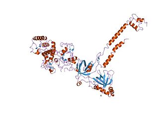DSS1/SEM1 protein family