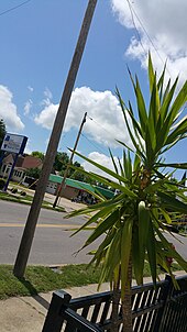 A Yucca plant growing in Murphysboro Palm Tree in Musphysboro, Illinois.jpg