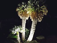 Palma Chamaerops humilis sul lungomare sud