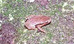 Paratelmatobius poecilogaster