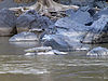 Crocodile in Awash National Park