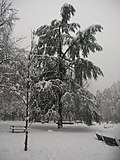 Thumbnail for File:Parco Solari Pine Snow.jpg