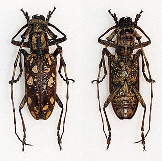 <i>Paraepepeotes breuningi</i> Species of beetle