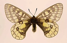 Parnassius eversmanni ulster.jpg