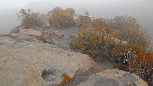 Parque Nacional Natural de los Nevados.