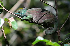 Parsons kameleon (Calumma parsonii)