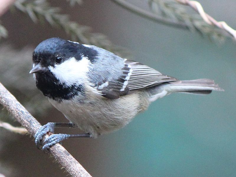 File:Parus ater insularis.JPG