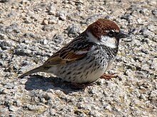 Spanish sparrow Passer hispaniolensis -Malta-8.jpg