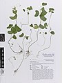 Passiflora apetala