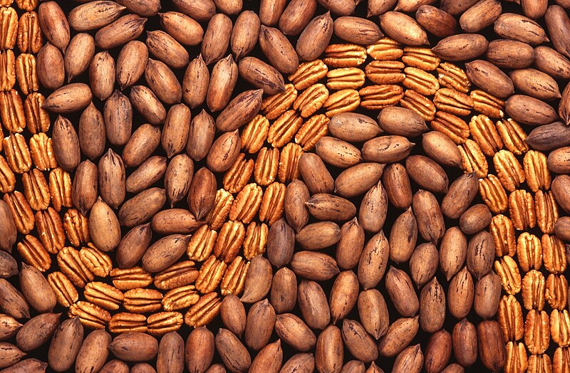 File:Pecans1.jpg