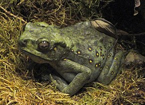 Beschreibung von Pedostibes hosii - Copenhagen Zoo - DSC09088.JPG Bild.