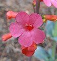 Penstemon superbus