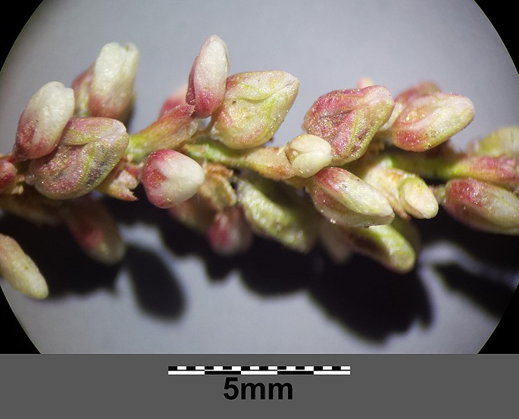 File:Persicaria lapathifolia subsp. brittingeri sl12.jpg