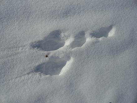 След хорька на снегу фото. Лесная куница следы на снегу. Следы горностая куницы. Следы на снегу. Следы куницы на снегу.