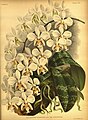 Phalaenopsis stuartiana (as syn. Phalaenopsis stuartiana var. punctulata) plate 8 in: Jean Jules Linden L. Linden & E. Rodigas: Lindenia (1885-1906)