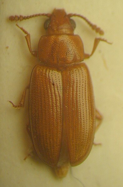 File:Pharaxonotha floridana.jpg