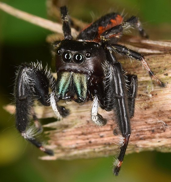 File:Phidippus clarus male by skitterbug.jpg