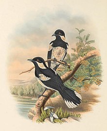 Piezorhynchus browni - The Birds of New Guinea (cropped).jpg