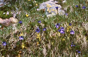 Butterwort (Pinguicula leptoceras) on the Timmelsjoch in South Tyrol