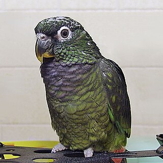 <span class="mw-page-title-main">Scaly-headed parrot</span> Species of bird