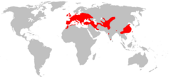 Pipistrellus pipistrellus range Map.png