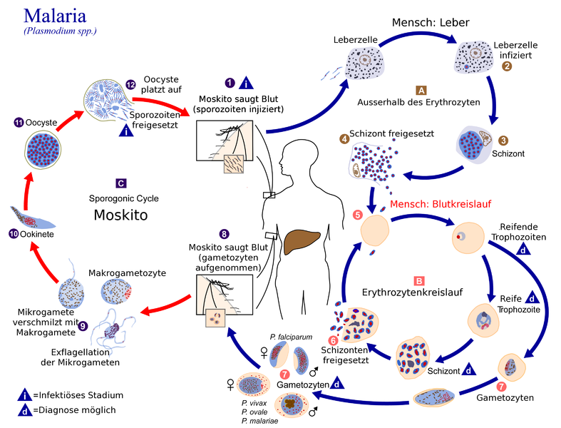 File:Plasmodium zyklus.png