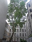 Common plane tree (Platanus x hispanica)