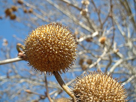 Platanus orientalis fruit body 01.jpg