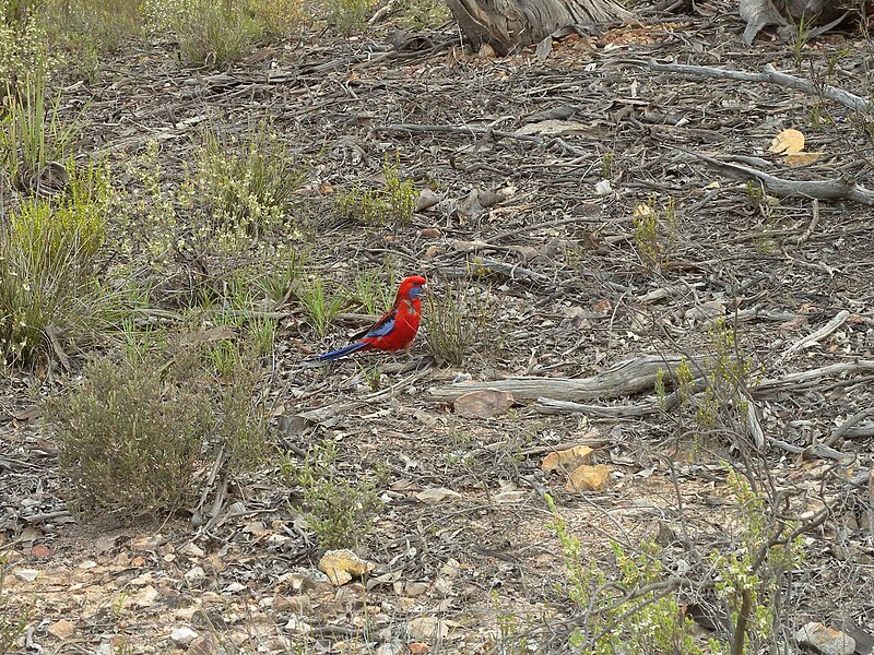 File:Platycercus elegans (4034203600).jpg